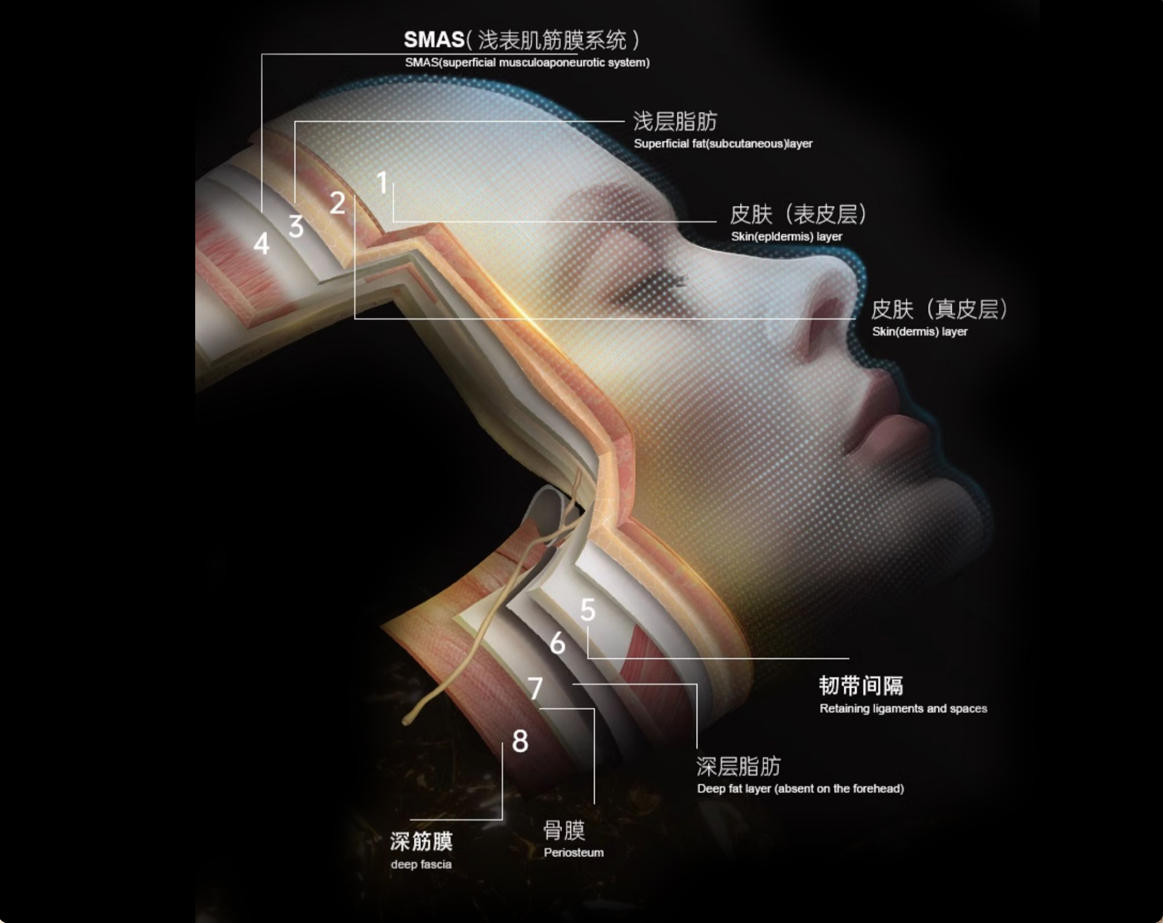 BoneReshape 面部层次结构分析示意图